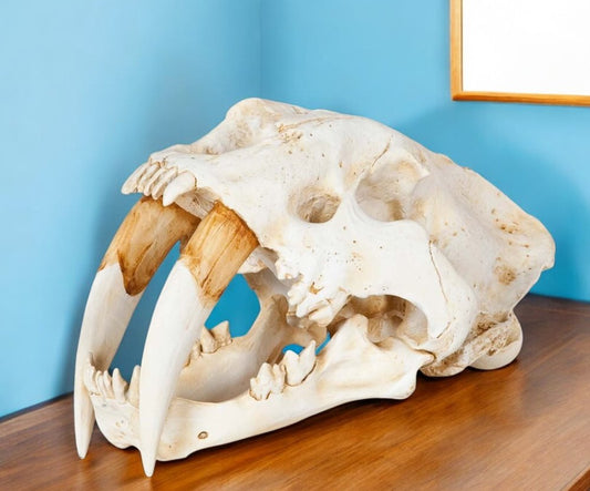 Authentic Replica Sabertooth Skull Sculpture
