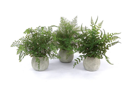 Set of Three 7" Green Artificial Fern In Round Gray Concrete Pot
