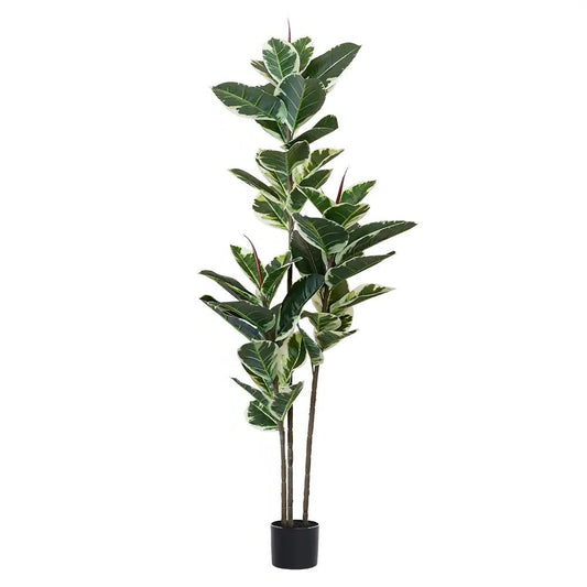63" Green Artificial Rubber Tree In Cylindrical Black Cement Pot