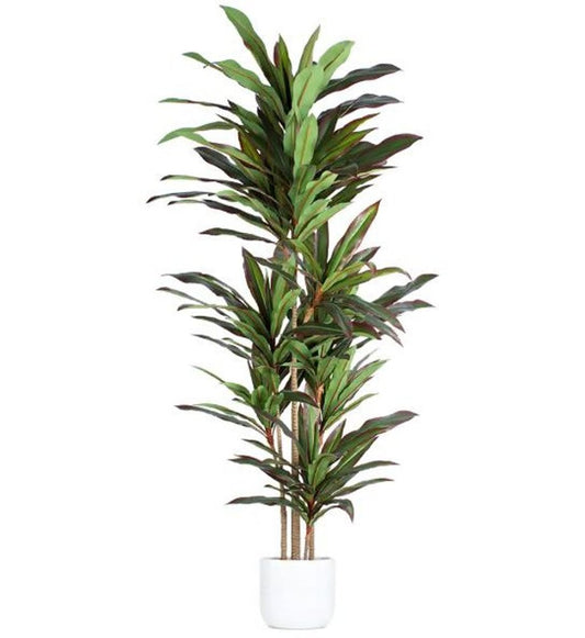7" Green Artificial Dracaena In Cylindrical Black Cement Pot