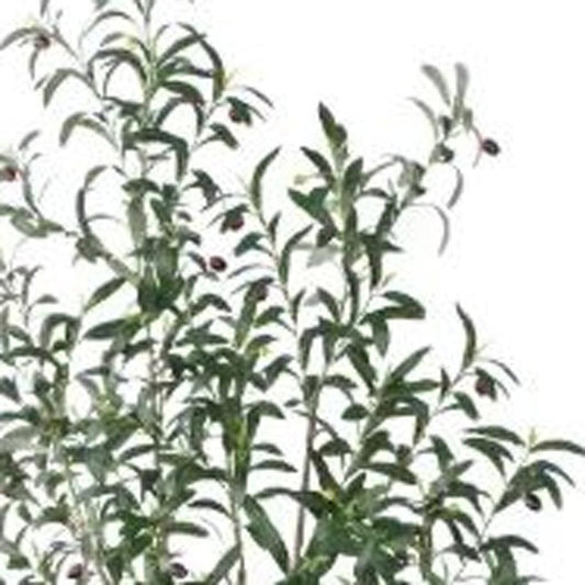7" Green Artificial Olive In Cylindrical White Cement Pot