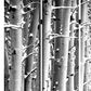 48" X 72" Gray And White Wood Canvas Birch  Screen
