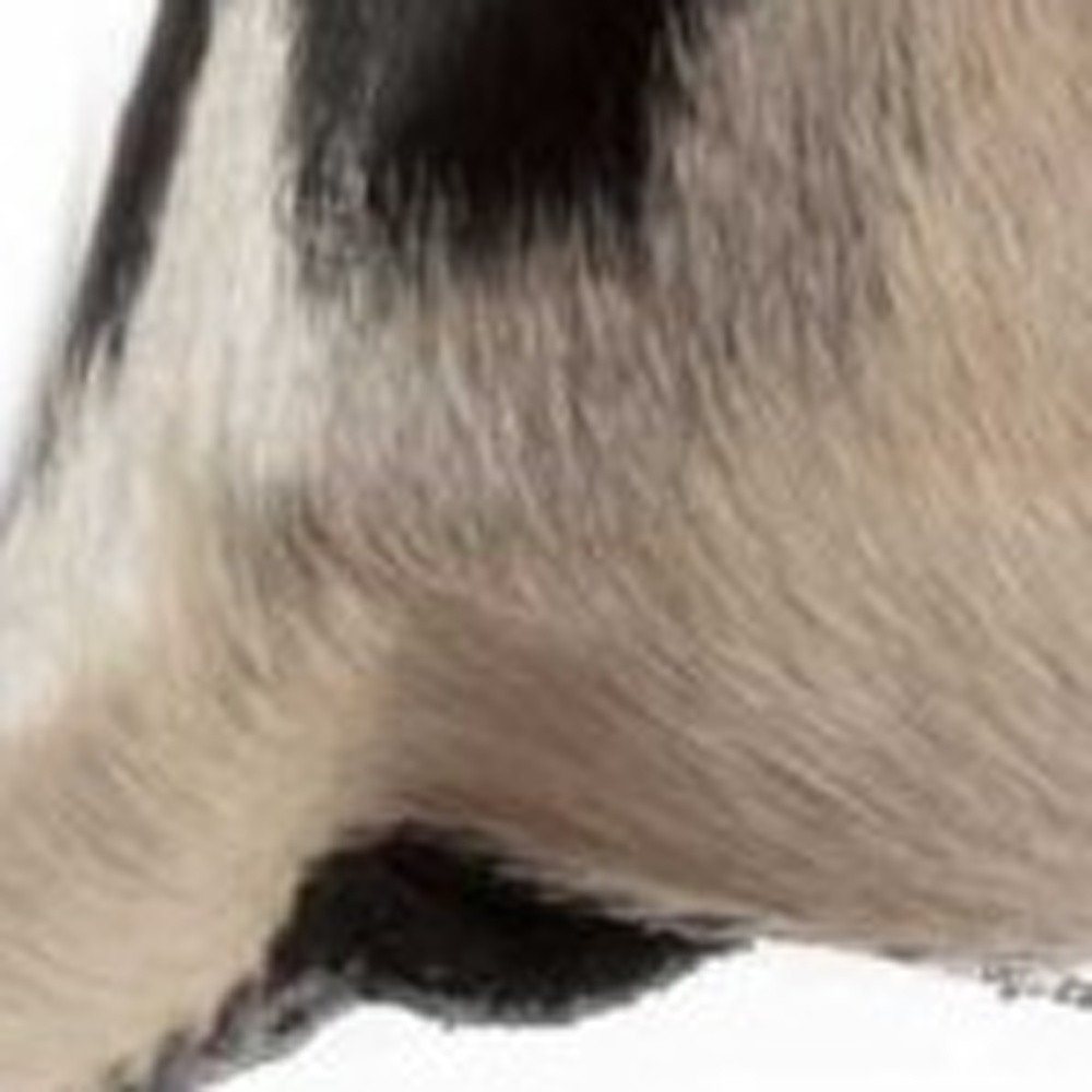 18" Brown And White Cowhide Throw Pillow