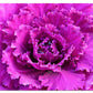 32" X 95" Pink Acrylic Hanging Wall Decor