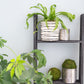 4 Step Blackwash Rustic Wood Ladder Shelf