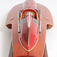 10" Solid Wood Hand Painted Ferrari Hydroplane Large Model Boat