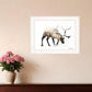 Arctic Reindeer 1 White Framed Print Wall Art