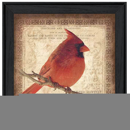Male Cardinal 2 Black Framed Print Wall Art
