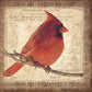 Male Cardinal 2 Black Framed Print Wall Art