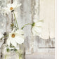 White Blossoms 1 White Framed Print Wall Art