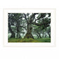 Enchanted Forest I 2 White Framed Print Wall Art