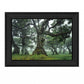 Enchanted Forest I 2 White Framed Print Wall Art