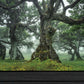 Enchanted Forest I 2 White Framed Print Wall Art