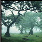Enchanted Forest II 2 White Framed Print Wall Art