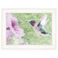 Humming Bird 2 White Framed Print Wall Art