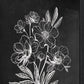 Set Of Two Black and White Flowers in Bloom White Framed Print Wall Art