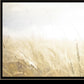 Fields of Gold 2 Black Framed Print Wall Art