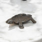 7" Black Turtle Cast Iron Vanity Tray
