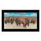 Bison Herd Black Framed Print Wall Art