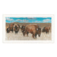 Bison Herd Black Framed Print Wall Art
