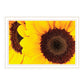 Sunflower Portrait Black Framed Print Wall Art