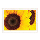 Sunflower Portrait Black Framed Print Wall Art