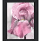 Pink Iris Black Framed Print Wall Art