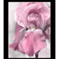 Pink Iris Black Framed Print Wall Art