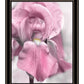 Pink Iris Black Framed Print Wall Art