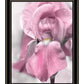 Pink Iris Black Framed Print Wall Art