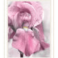 Pink Iris Black Framed Print Wall Art