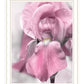 Pink Iris Black Framed Print Wall Art