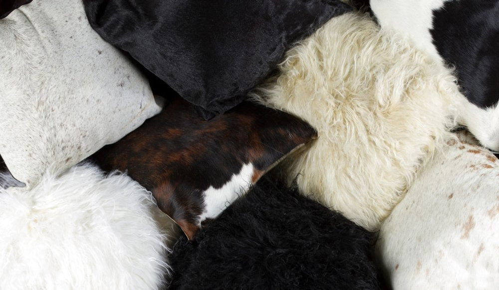 Set of Two 18" Black Sheepskin Throw Pillows