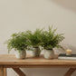 Set of Three 7" Green Artificial Fern In Round Gray Concrete Pot