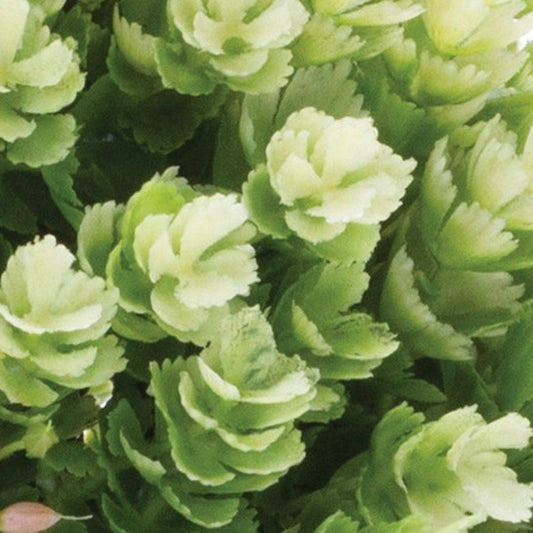 Set of Two 8" Green Artificial