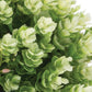 Set of Two 8" Green Artificial