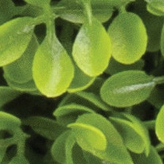 Set of Two 9" Green Artificial Boxwood