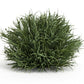 12 7" Green Artificial