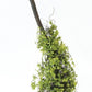 Set of Two 4" Green Artificial