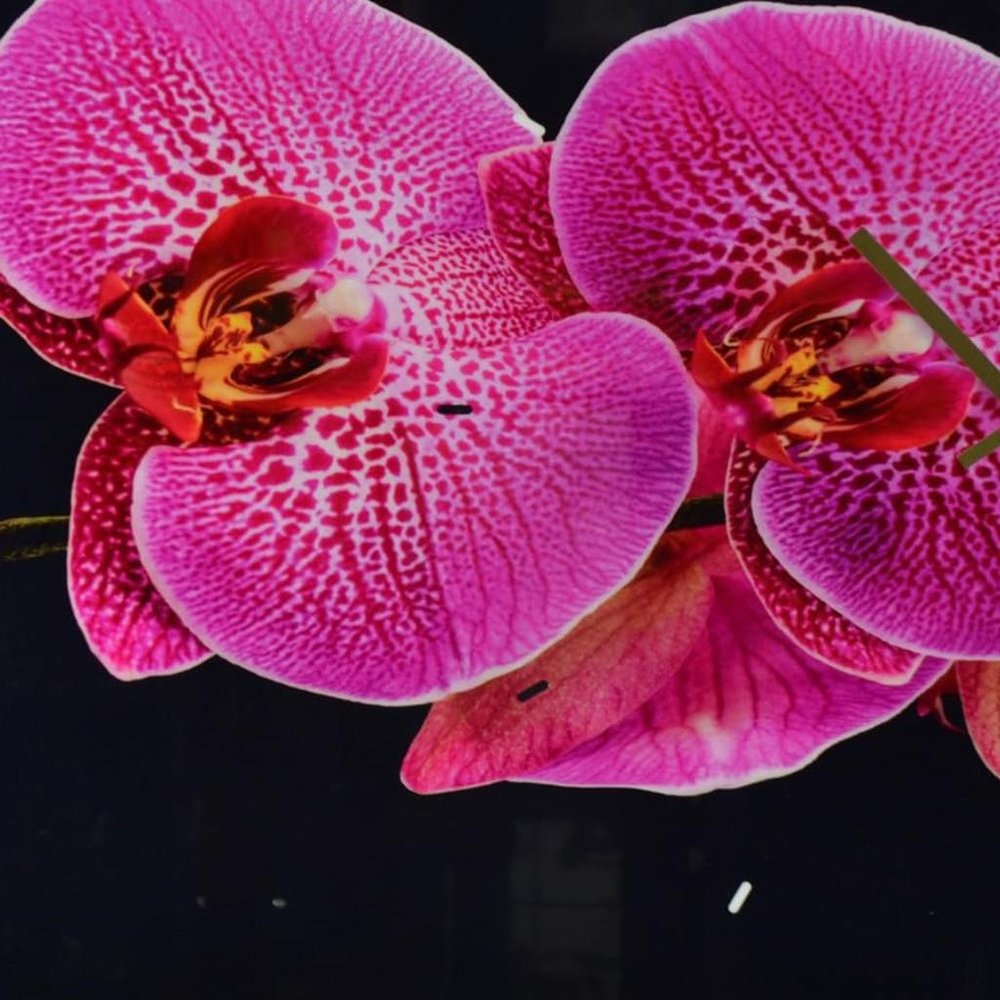 24" Pink Black And Gold Solid Wood and Acrylic Silent Orchids Floral Wall Clock