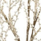 Set of Six 10" Silver And Champagne Artificial Pine