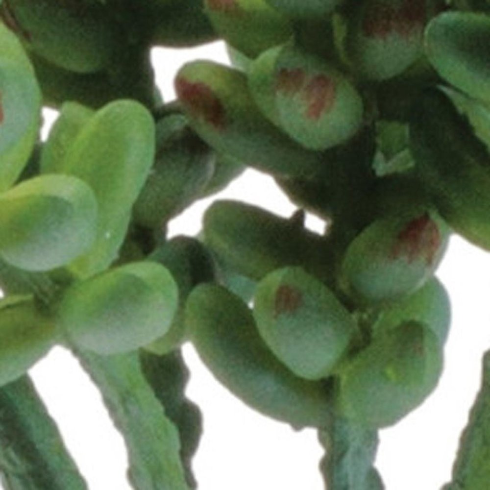 Set of Six 8" Green And Brown Artificial Succulent