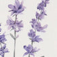 32" X 12" Natural White And Lavender Floral Wood Framed Art