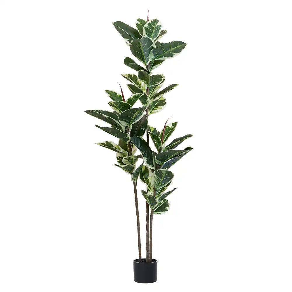 63" Green Artificial Rubber Tree In Cylindrical Black Cement Pot