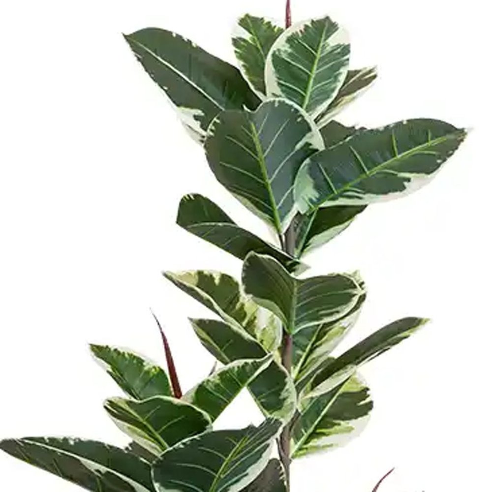 7" Green Artificial Rubber In Cylindrical Black Cement Pot