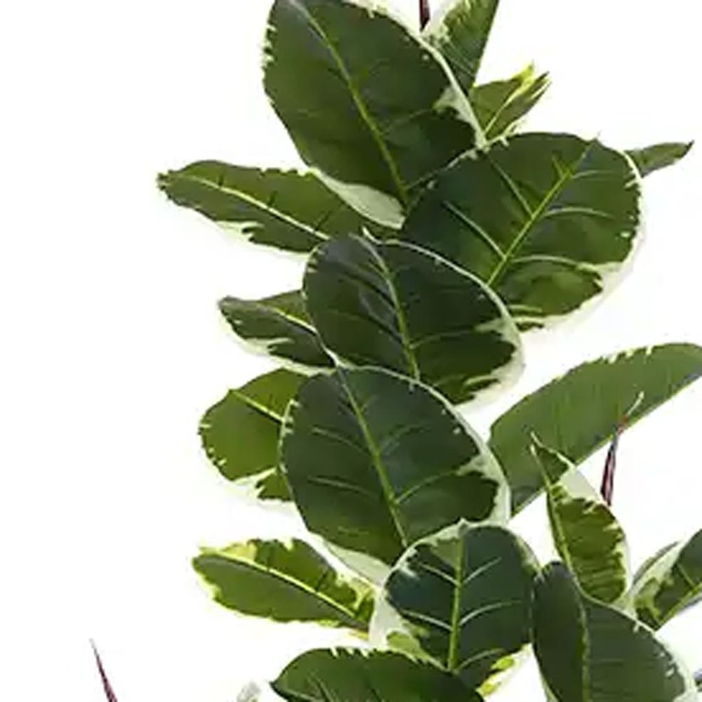 7" Green Artificial Rubber In Cylindrical Black Cement Pot