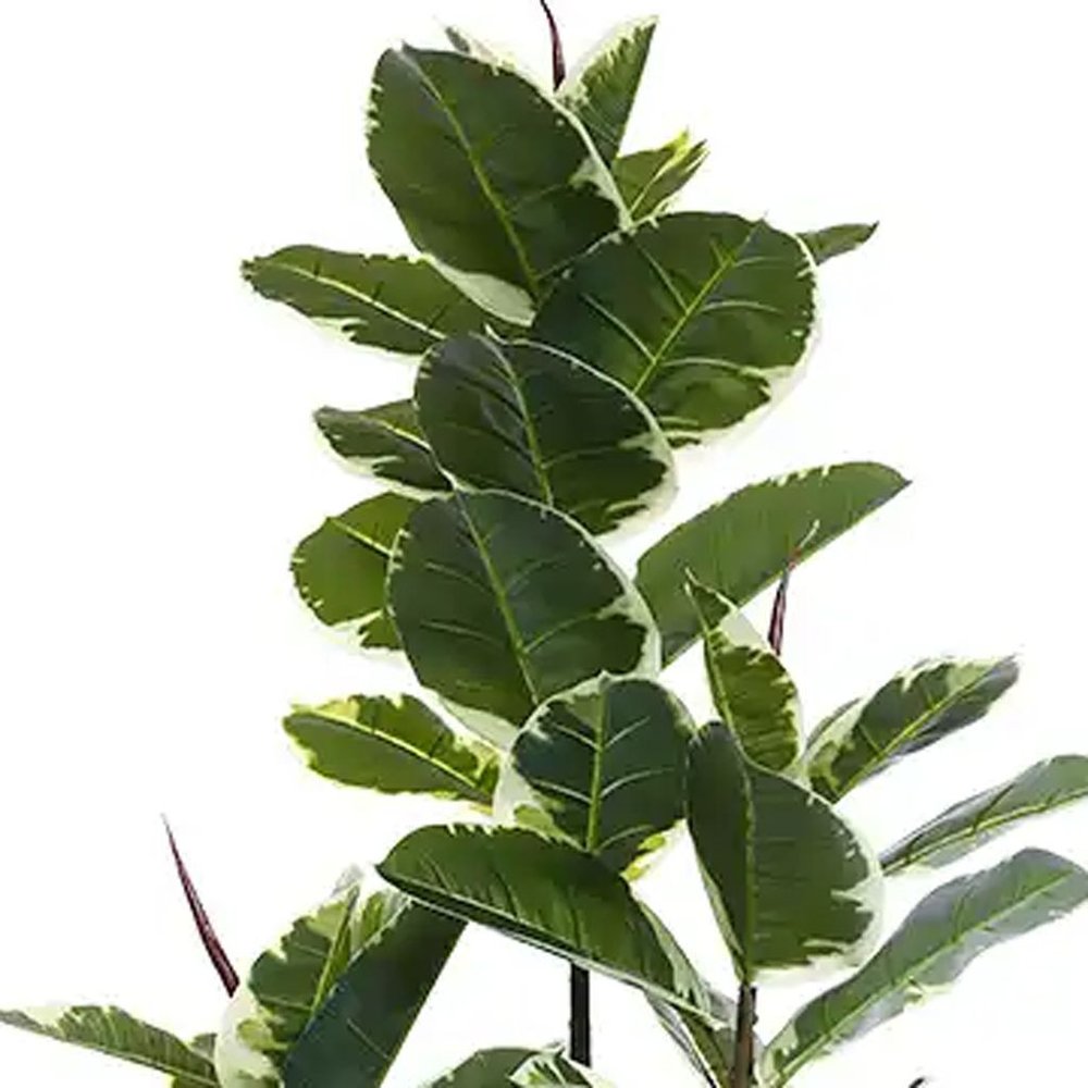 7" Green Artificial Rubber In Cylindrical Black Cement Pot