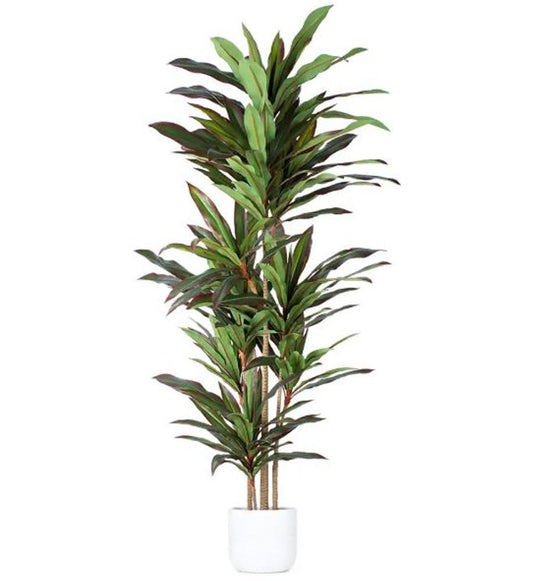7" Green Artificial Dracaena In Cylindrical Black Cement Pot