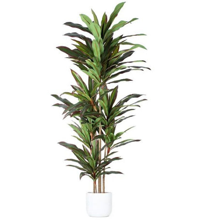 7" Green Artificial Dracaena In Cylindrical Black Cement Pot