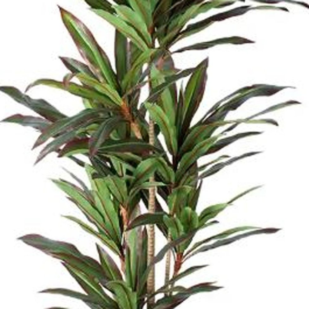 7" Green Artificial Dracaena In Cylindrical Black Cement Pot